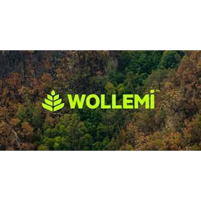 Wollemi