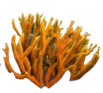 neoncoral